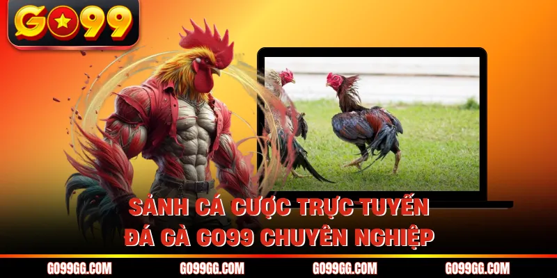 Sảnh cá cược trực tuyến đá gà GO99 chuyên nghiệp